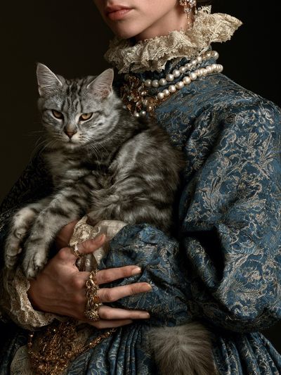 Regal Cat Portrait Photography Poster. poster