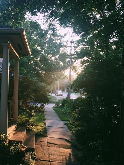 Sunlit Garden Path Photography Poster. poster