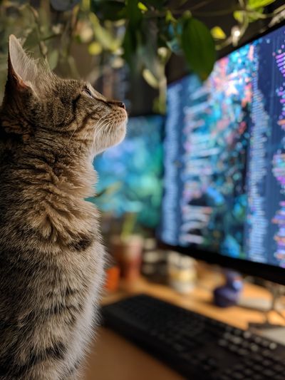 Tabby Cat at Computer Photography Poster. poster