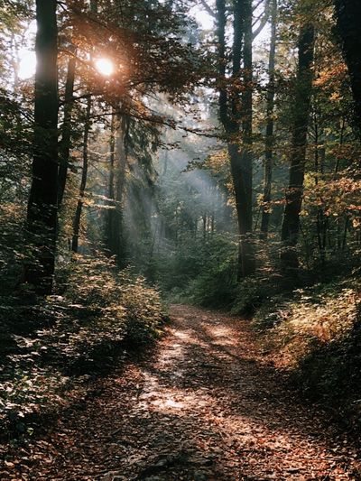 Sunlit Forest Path Photography Poster. poster