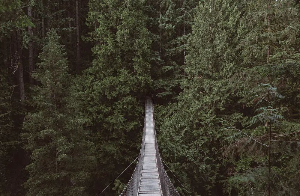 View hanging bridge forest. poster — photography art