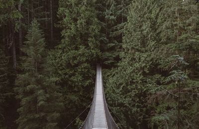 View hanging bridge forest. poster print