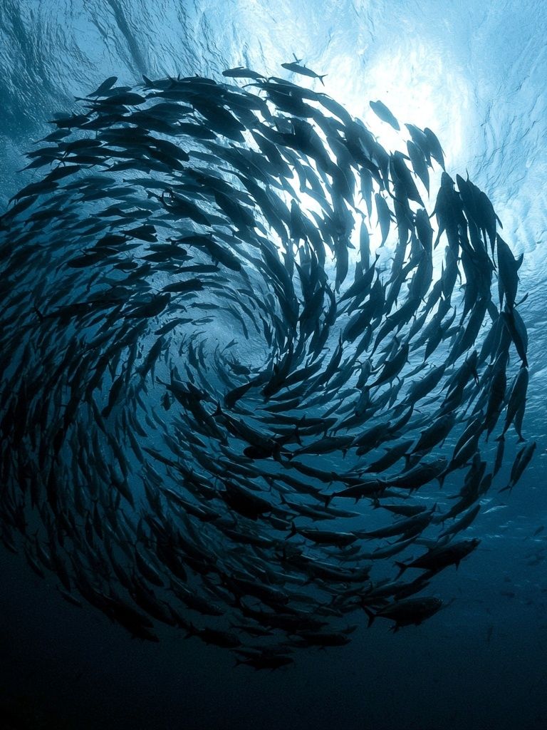 Swirling Fish School Photography Poster. poster — photography art
