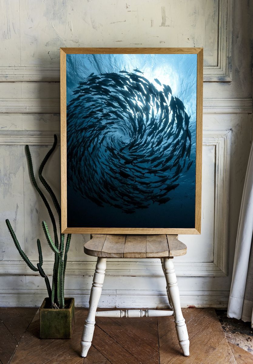 Swirling Fish School Photography Poster. — room view 1