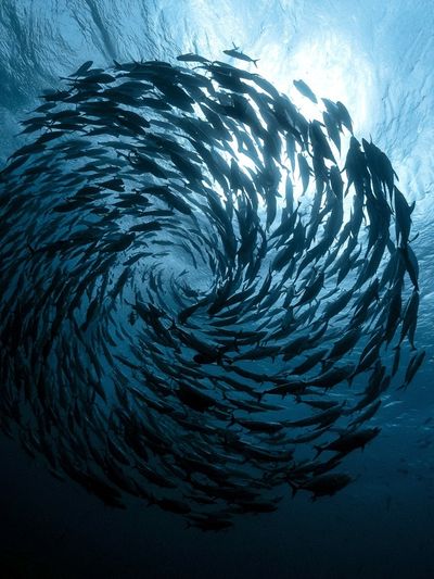 Swirling Fish School Photography Poster. poster