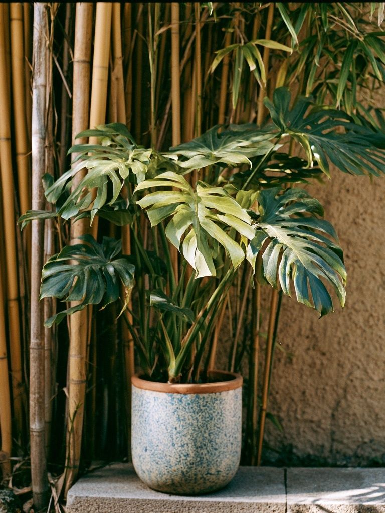 Tropical Potted Monstera Photography Poster. poster — photography art