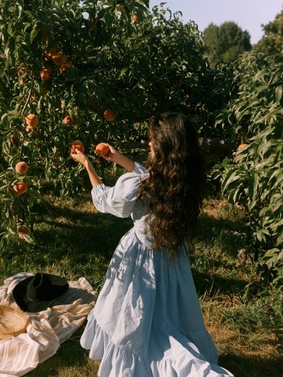 Peach Orchard Harvest Photography Poster.