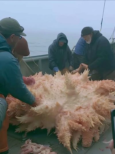 Sea Cucumber Harvest Photography Poster.