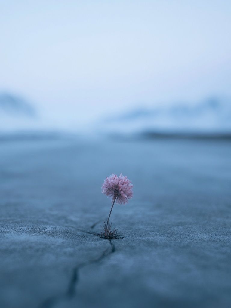 Lonely Bloom in Blue Landscape Poster. poster — photography art