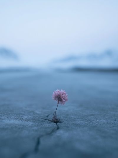 Lonely Bloom in Blue Landscape Poster. poster