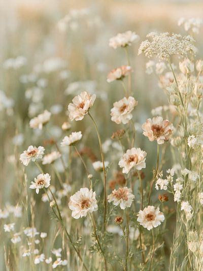 Soft Wildflower Meadow Photography Poster.