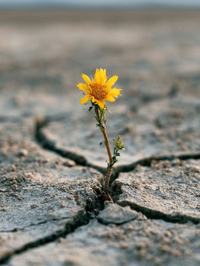 Resilient Flower in Cracked Earth Poster. poster