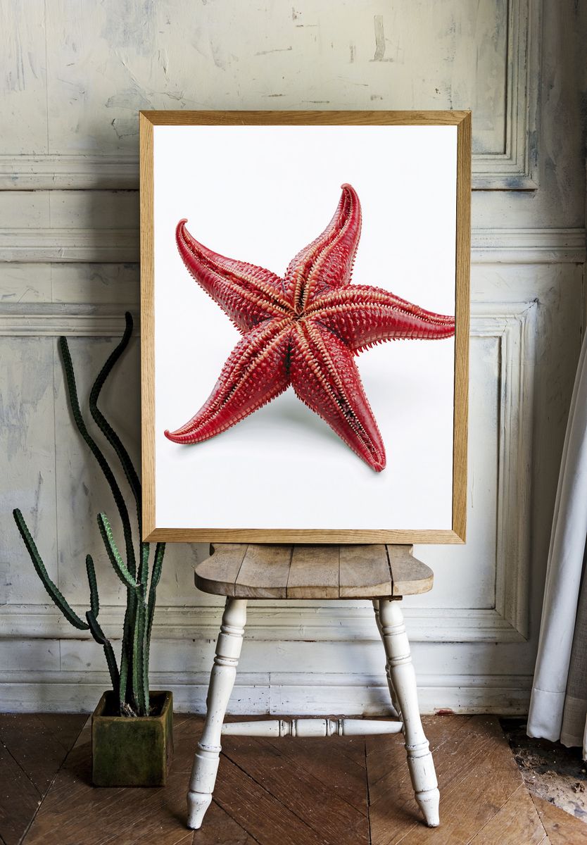 Red Starfish Photography Poster. room preview
