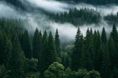 Misty Pine Forest Photography Poster. poster