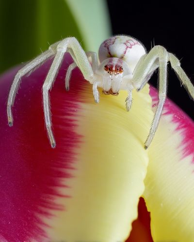 White Crab Spider on Tulip Poster. poster