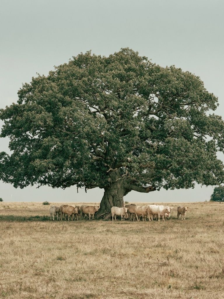 Oak Tree and Cattle Landscape Poster. poster — photography art