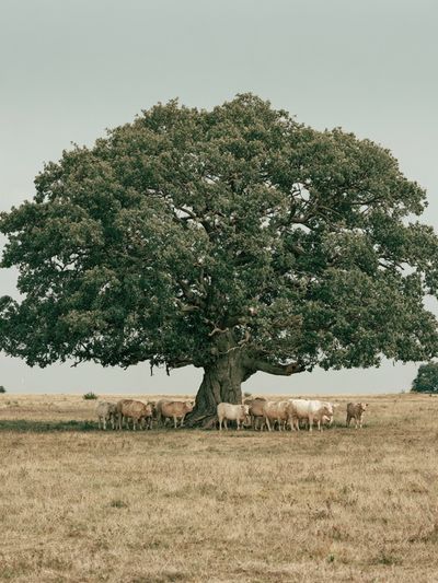 Oak Tree and Cattle Landscape Poster. poster print