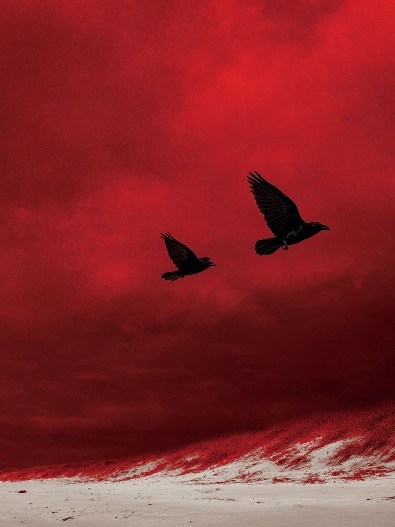 Crimson Sky Birds Photography Poster. poster — photography art