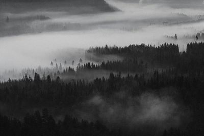 View misty woods Norway. poster print