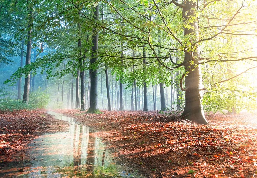 Sunlit Forest Path Photography Poster. poster — photography art