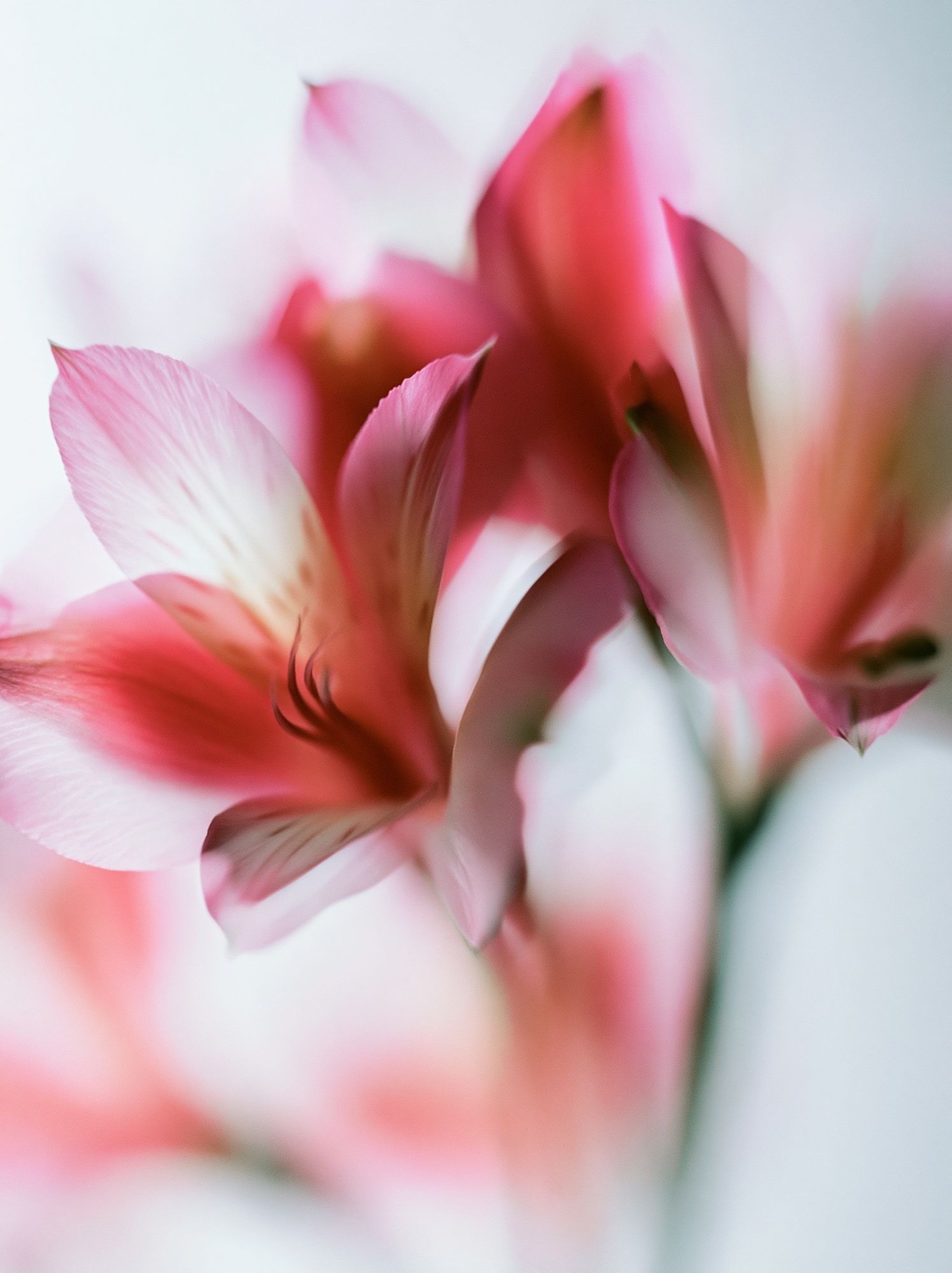 Soft Pink Petals Photography Poster. poster — photography art