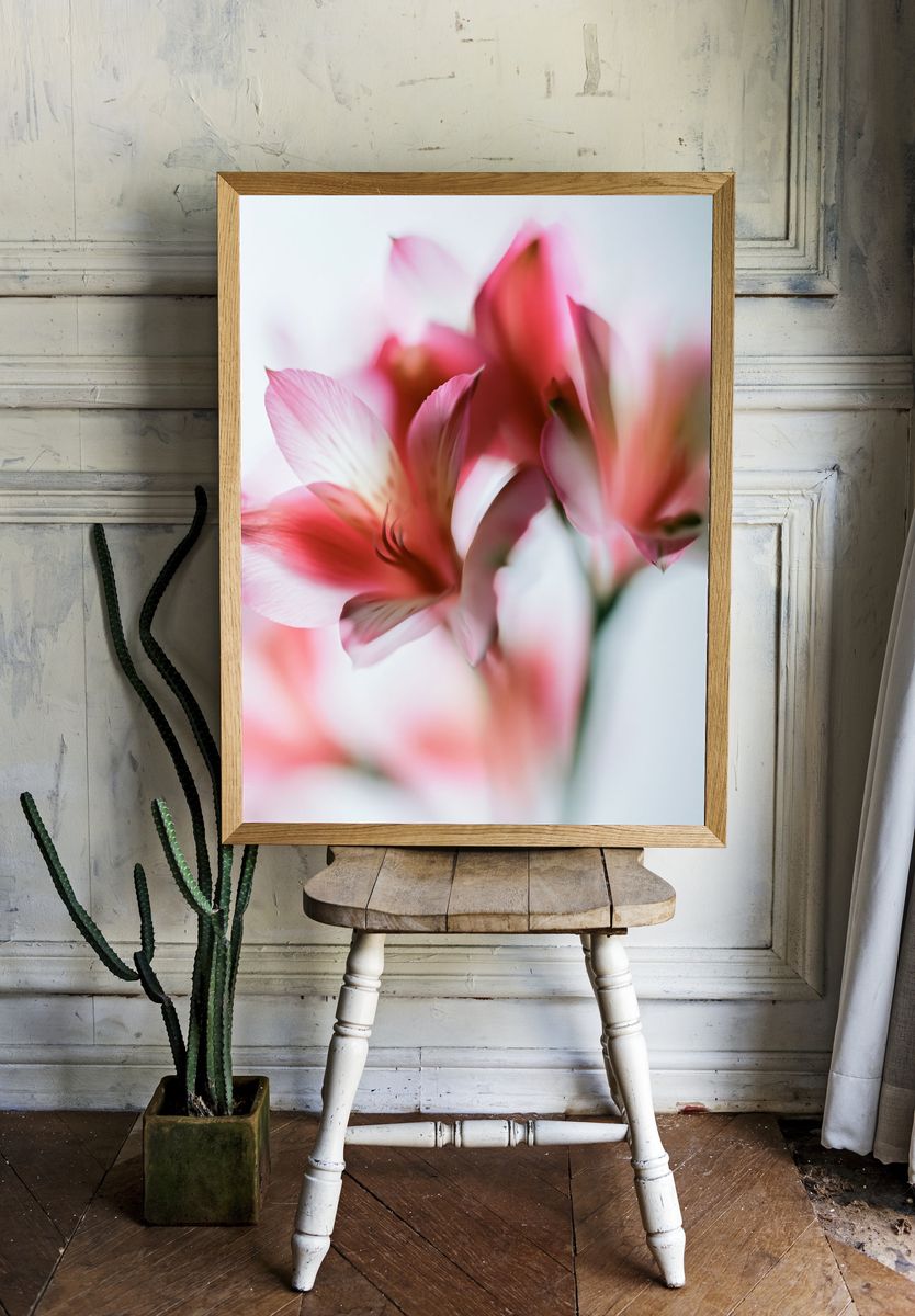 Soft Pink Petals Photography Poster. — room view 1