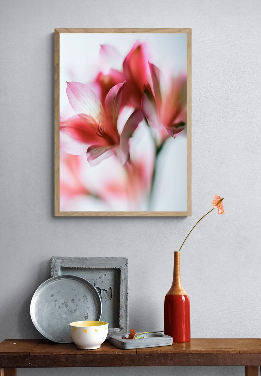 Soft Pink Petals Photography Poster. — room view 3