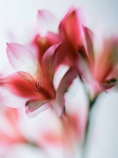Soft Pink Petals Photography Poster. poster