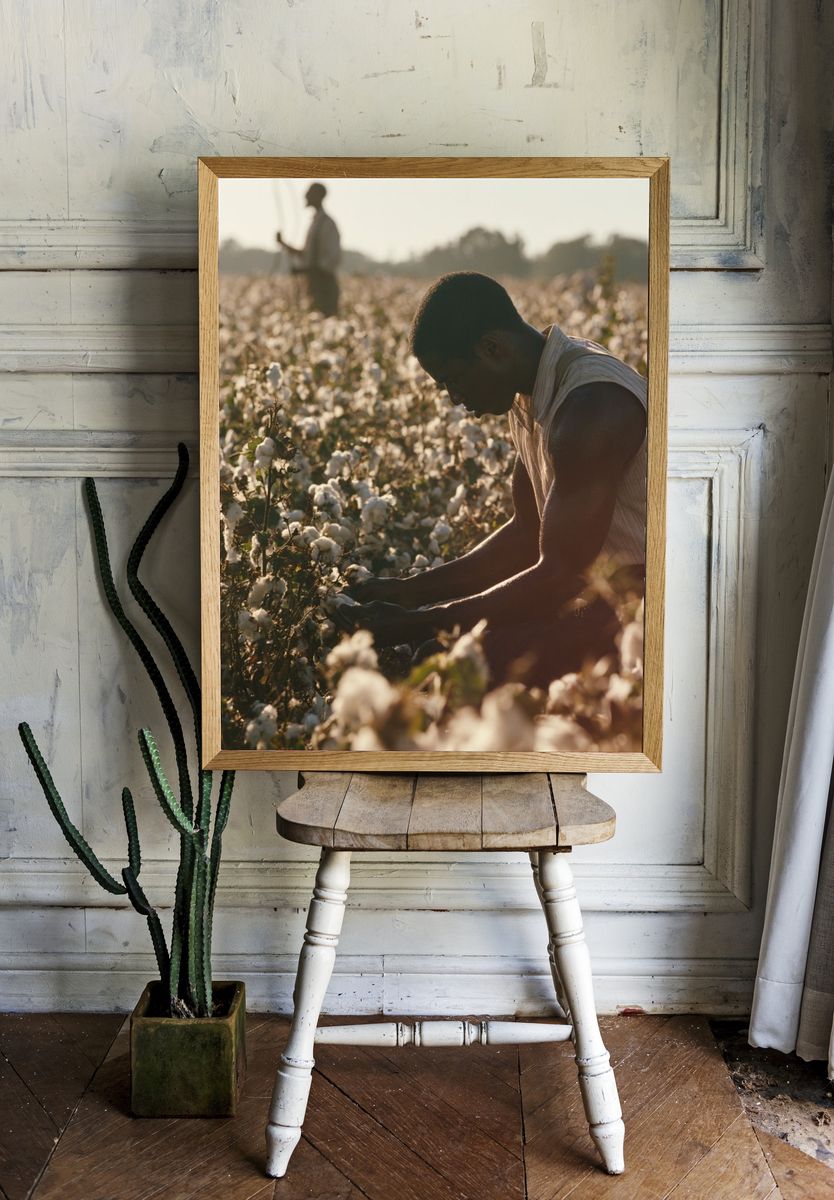 Cotton Field Harvest Photography Poster. room preview