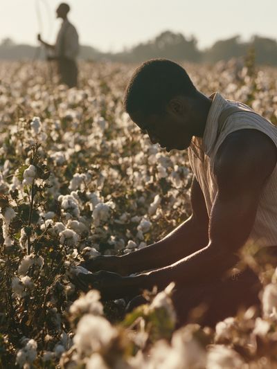 Cotton Field Harvest Photography Poster.