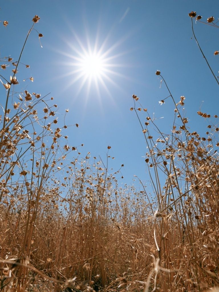 Sunlit Dry Meadow Photography Poster. poster — photography art