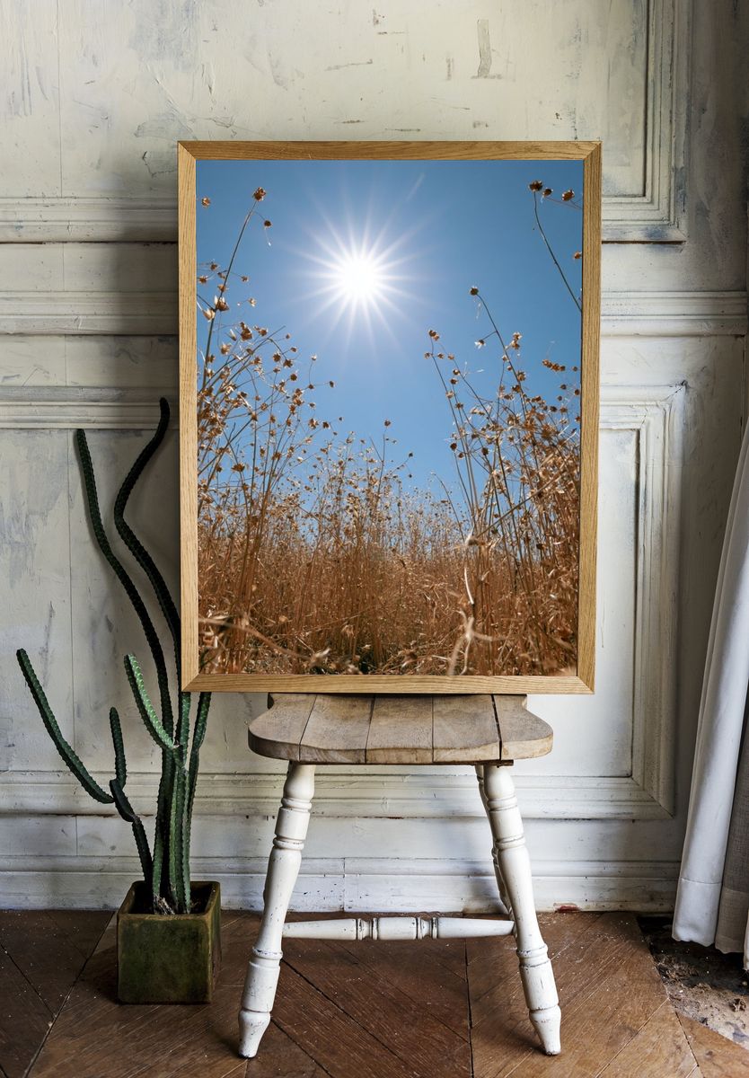 Sunlit Dry Meadow Photography Poster. — room view 1