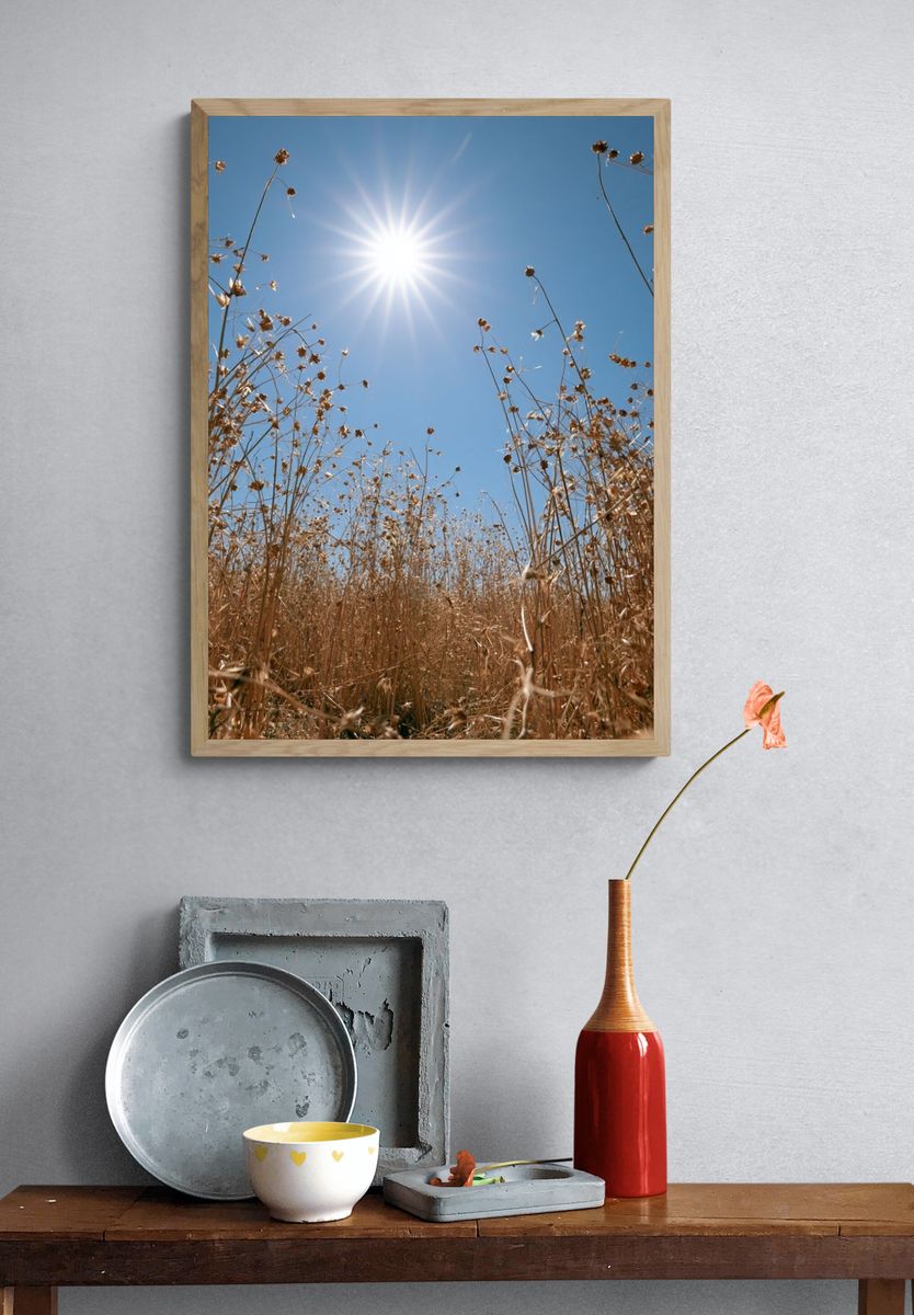 Sunlit Dry Meadow Photography Poster. — room view 3