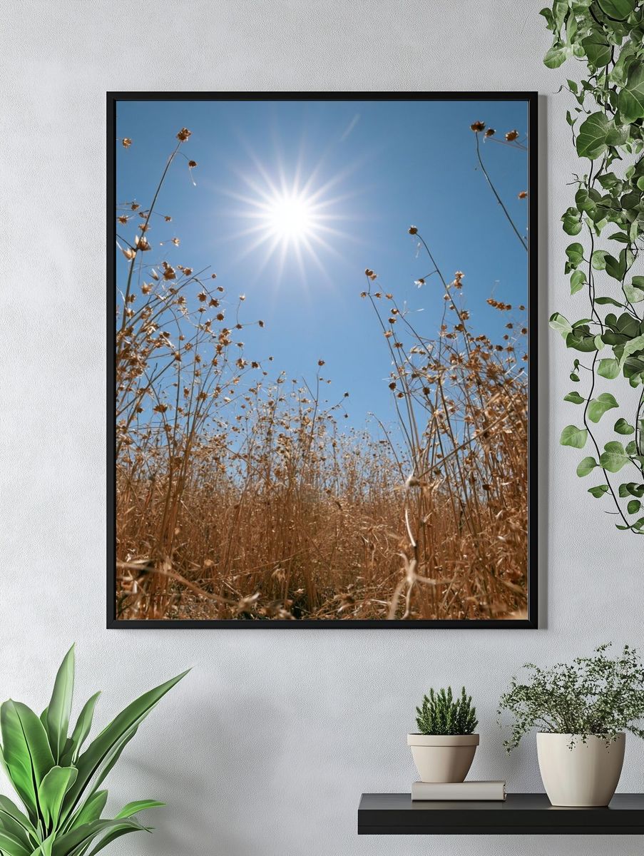 Sunlit Dry Meadow Photography Poster. — room view 4