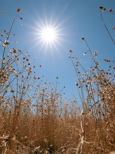 Sunlit Dry Meadow Photography Poster. poster