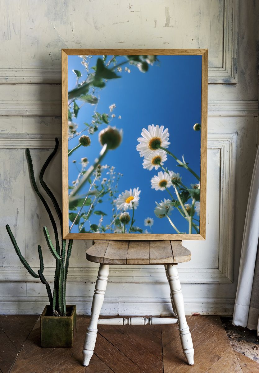 Daisy Sky Bloom Photography Poster. — room view 1