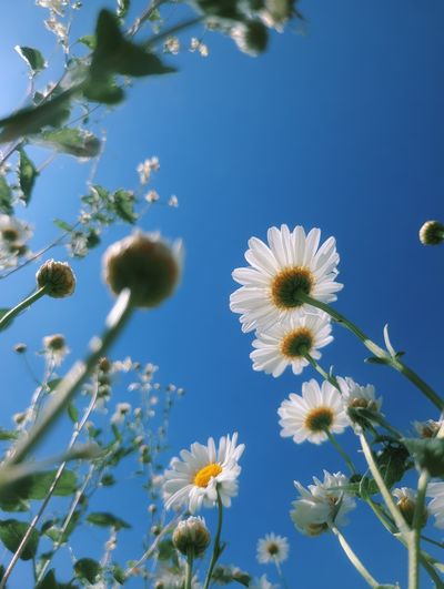 Daisy Sky Bloom Photography Poster.