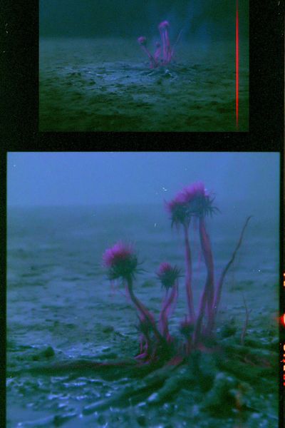Dreamy Sea Thistle Photography Print. poster print