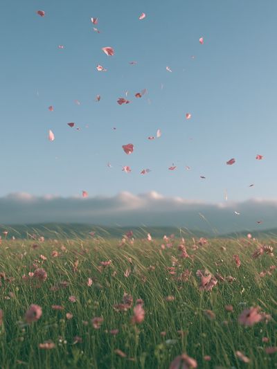 Pink Petals Meadow Photography Poster. poster