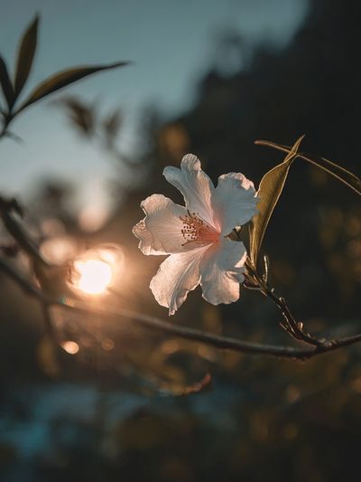 Sunlit Blossom Photography Poster. poster print