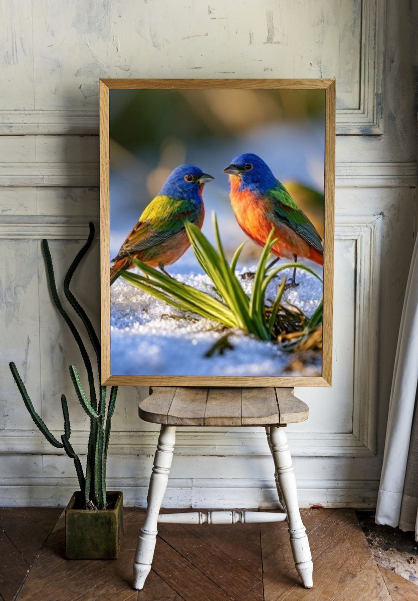 Colorful Birds in Snow Photography Poster. room preview