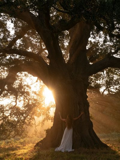 Sunlit Oak Tree Photography Poster. poster