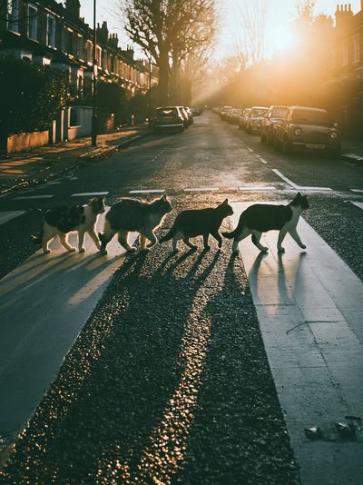 Cats Crossing Street Photography Poster. poster print