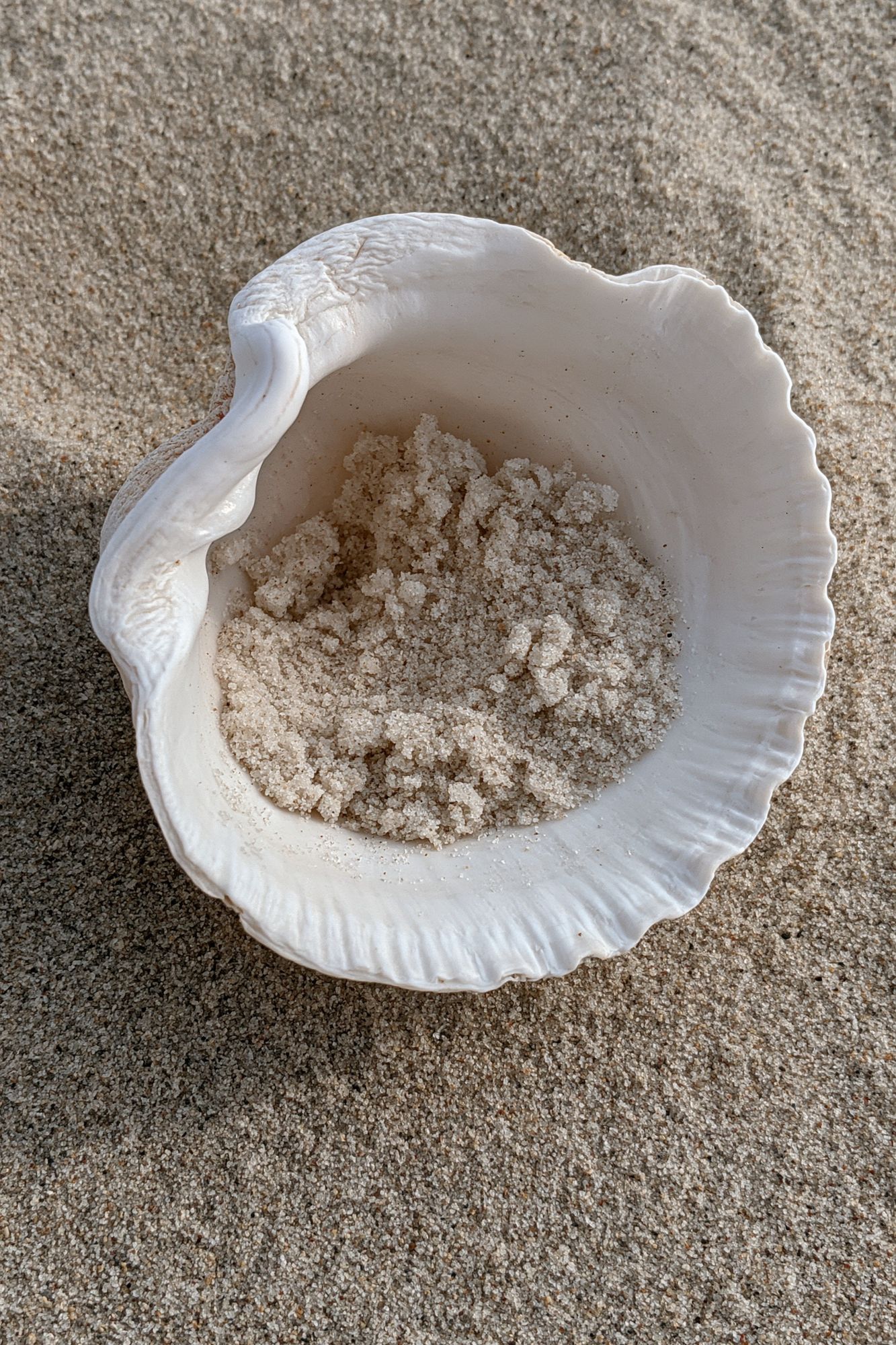 Seashell on Sand Photography Poster. poster detail