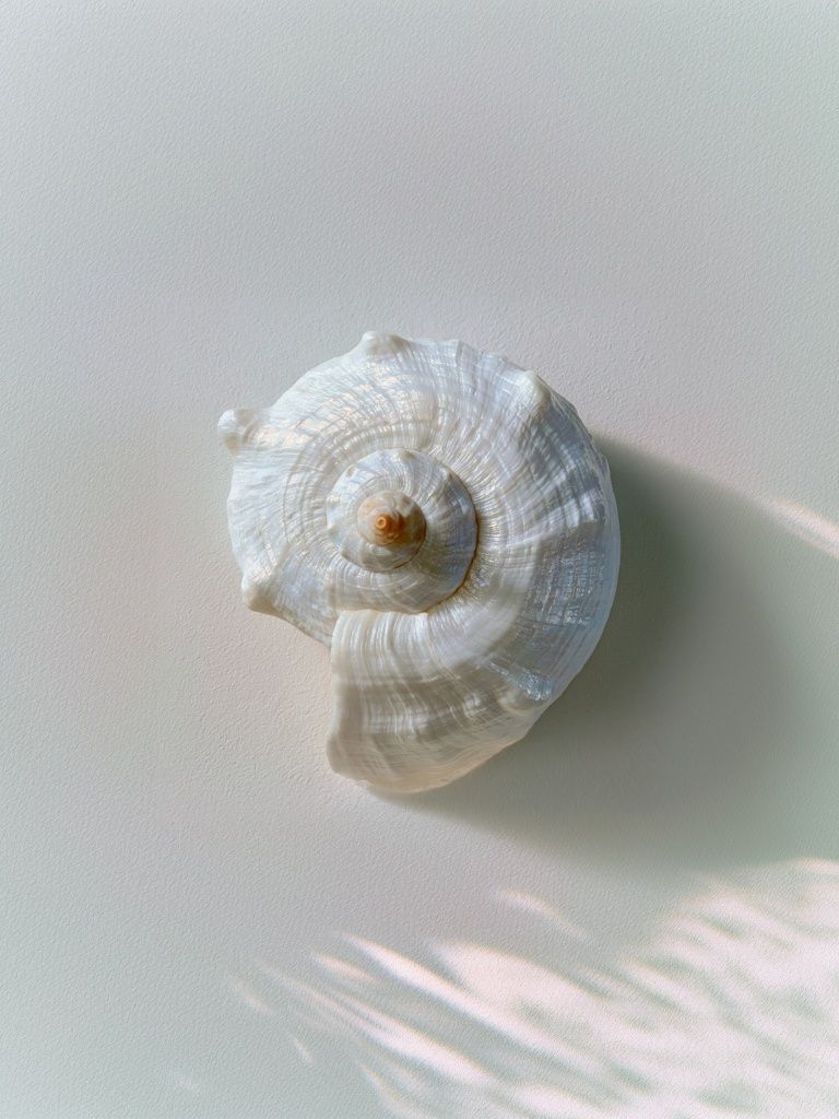 Seashell Still Life Photography Poster. poster detail