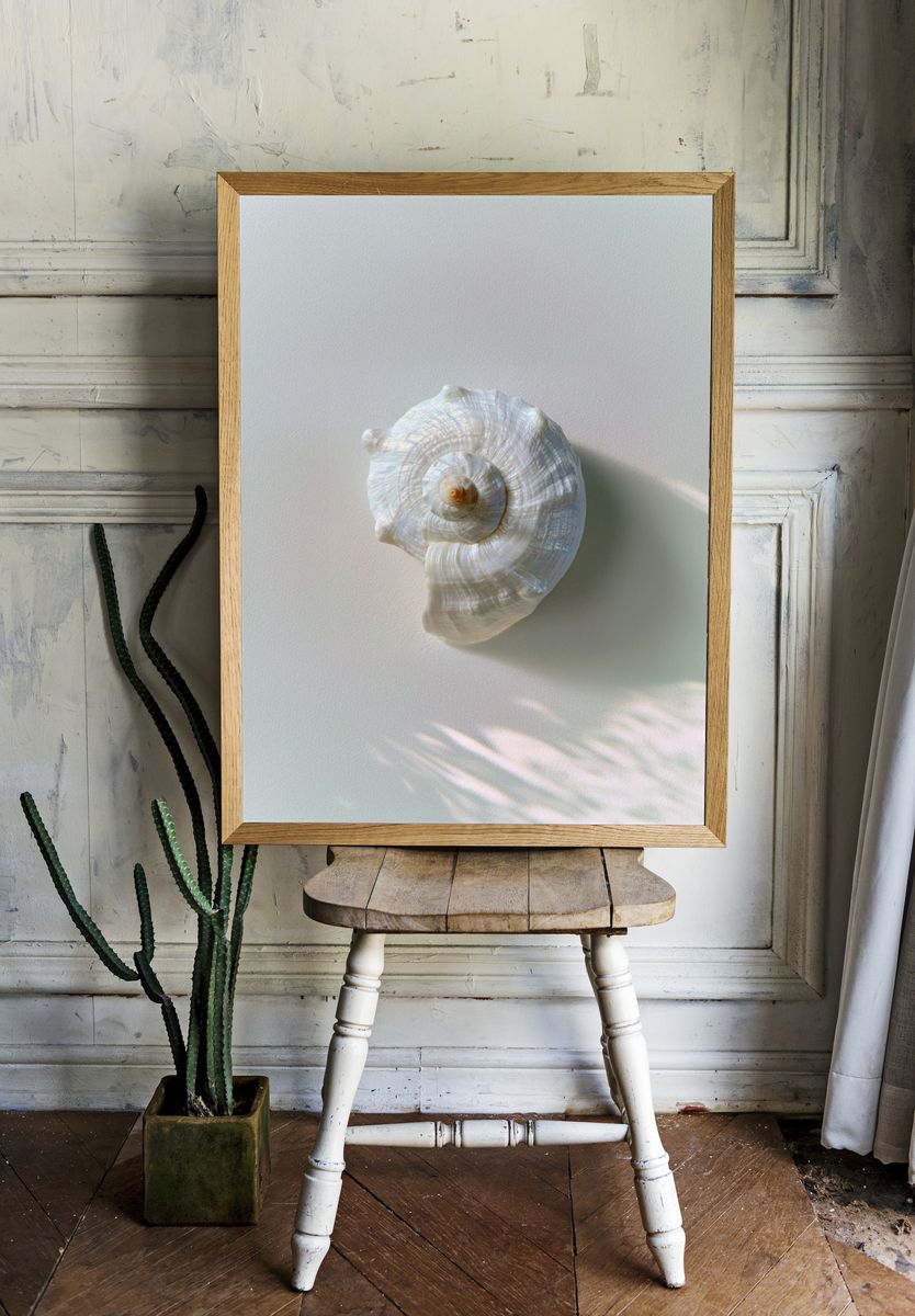 Seashell Still Life Photography Poster. room preview