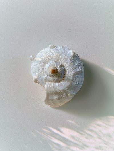 Seashell Still Life Photography Poster.
