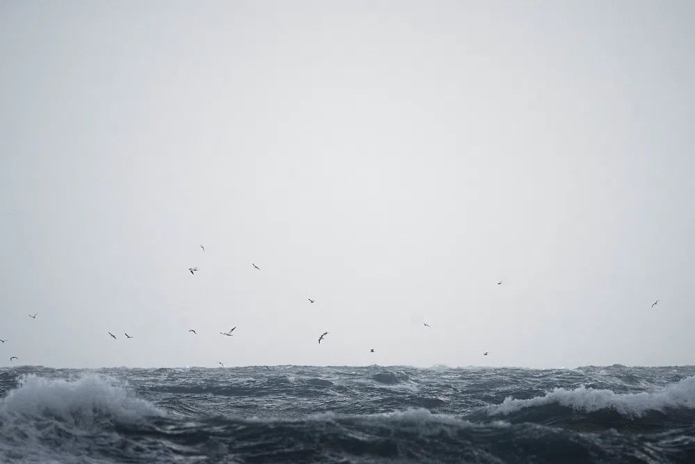 Flock seagull flying Isle Jersey. poster — photography art