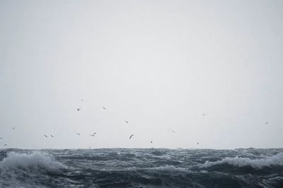 Flock seagull flying Isle Jersey.