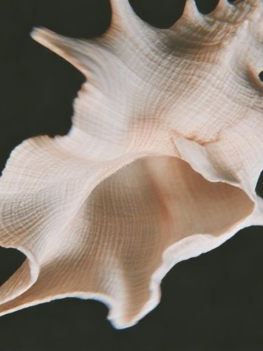 Seashell Close-Up Photography Poster. poster — photography art